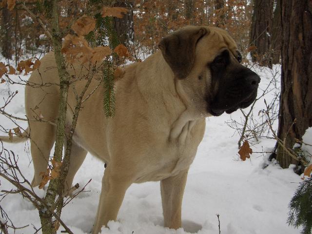 Фотографии к статье: Мастиф (English Mastiff) / Советы по уходу и воспитанию породы собак, описание собаки, помощь при болезнях, фотографии, дискусии и форум.