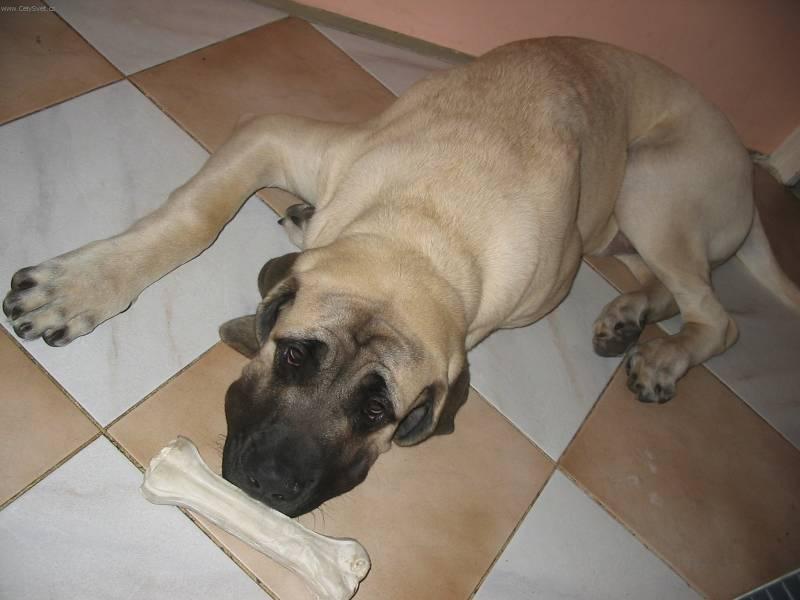 Фотографии к статье: Мастиф (English Mastiff) / Советы по уходу и воспитанию породы собак, описание собаки, помощь при болезнях, фотографии, дискусии и форум.