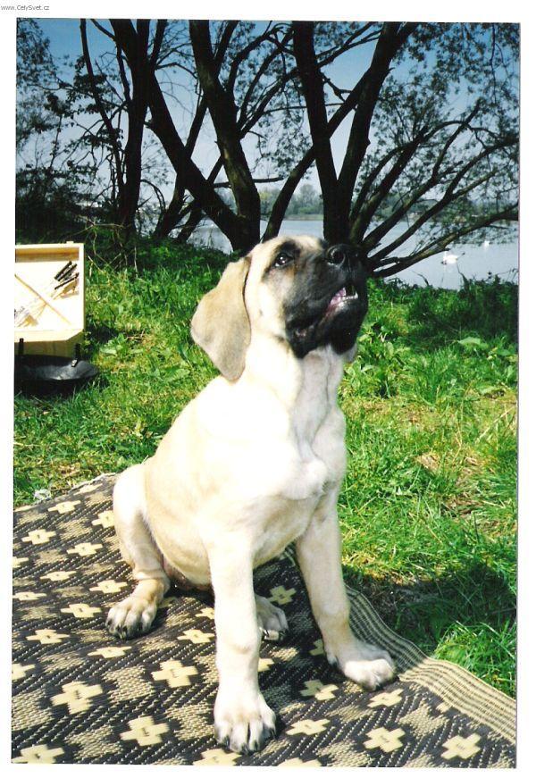 Фотографии к статье: Мастиф (English Mastiff) / Советы по уходу и воспитанию породы собак, описание собаки, помощь при болезнях, фотографии, дискусии и форум.