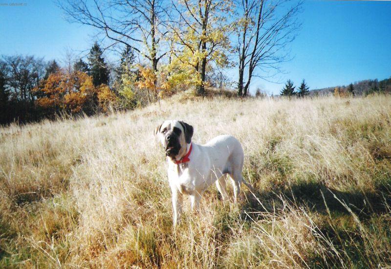 Фотографии к статье: Мастиф (English Mastiff) / Советы по уходу и воспитанию породы собак, описание собаки, помощь при болезнях, фотографии, дискусии и форум.