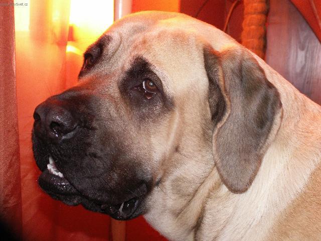 Фотографии к статье: Мастиф (English Mastiff) / Советы по уходу и воспитанию породы собак, описание собаки, помощь при болезнях, фотографии, дискусии и форум.