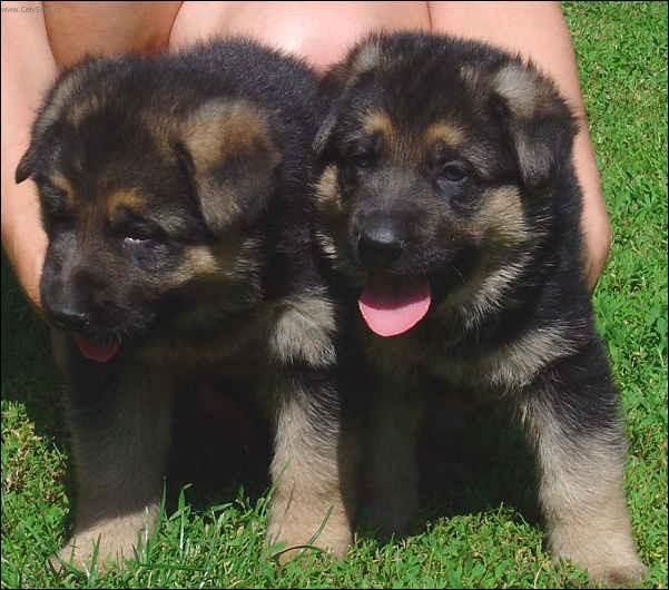 Фотографии к статье: Немецкая овчарка (German Shepherd Dog) / Советы по уходу и воспитанию породы собак, описание собаки, помощь при болезнях, фотографии, дискусии и форум.