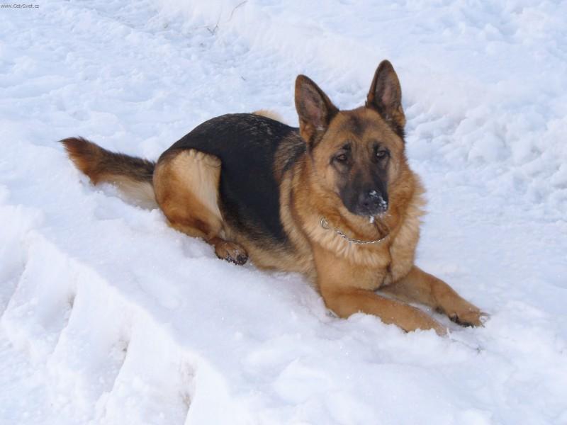 Фотографии к статье: Немецкая овчарка (German Shepherd Dog) / Советы по уходу и воспитанию породы собак, описание собаки, помощь при болезнях, фотографии, дискусии и форум.