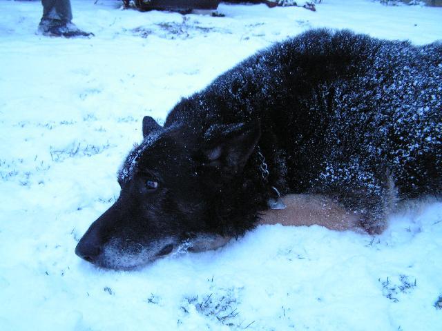 Фотографии к статье: Немецкая овчарка (German Shepherd Dog) / Советы по уходу и воспитанию породы собак, описание собаки, помощь при болезнях, фотографии, дискусии и форум.