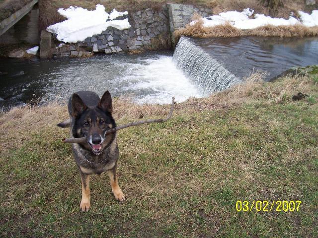 Фотографии к статье: Немецкая овчарка (German Shepherd Dog) / Советы по уходу и воспитанию породы собак, описание собаки, помощь при болезнях, фотографии, дискусии и форум.