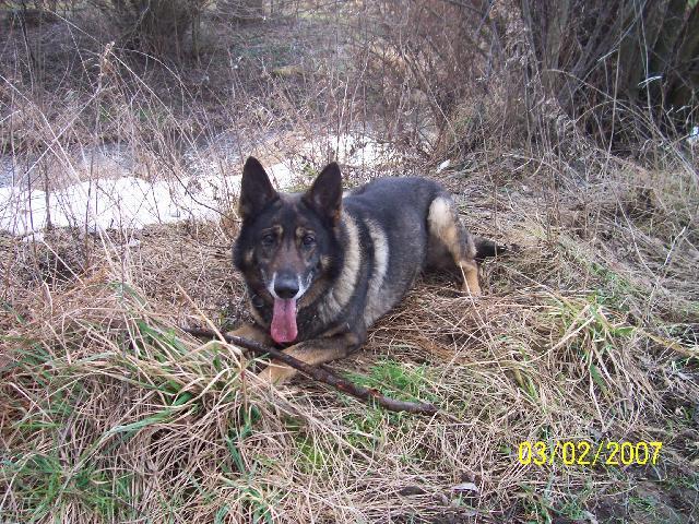 Фотографии к статье: Немецкая овчарка (German Shepherd Dog) / Советы по уходу и воспитанию породы собак, описание собаки, помощь при болезнях, фотографии, дискусии и форум.