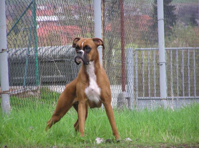 Фотографии к статье: Немецкий боксер (Deutscher Boxer) / Советы по уходу и воспитанию породы собак, описание собаки, помощь при болезнях, фотографии, дискусии и форум.