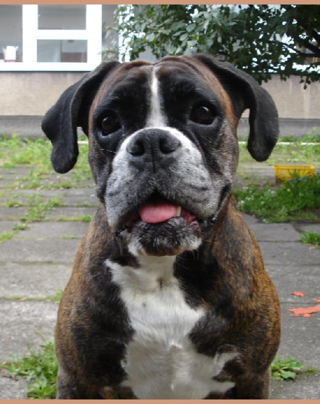 Фотографии к статье: Немецкий боксер (Deutscher Boxer) / Советы по уходу и воспитанию породы собак, описание собаки, помощь при болезнях, фотографии, дискусии и форум.