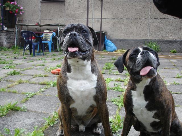 Фотографии к статье: Немецкий боксер (Deutscher Boxer) / Советы по уходу и воспитанию породы собак, описание собаки, помощь при болезнях, фотографии, дискусии и форум.