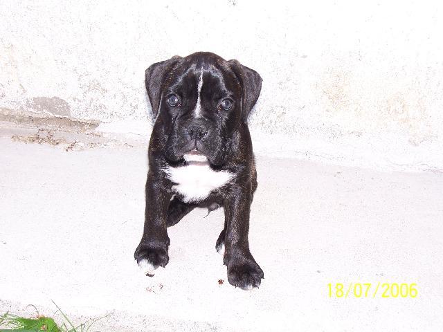 Фотографии к статье: Немецкий боксер (Deutscher Boxer) / Советы по уходу и воспитанию породы собак, описание собаки, помощь при болезнях, фотографии, дискусии и форум.