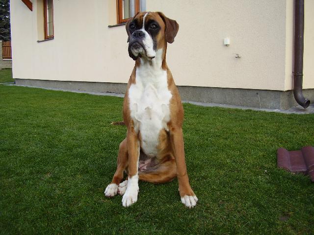 Фотографии к статье: Немецкий боксер (Deutscher Boxer) / Советы по уходу и воспитанию породы собак, описание собаки, помощь при болезнях, фотографии, дискусии и форум.