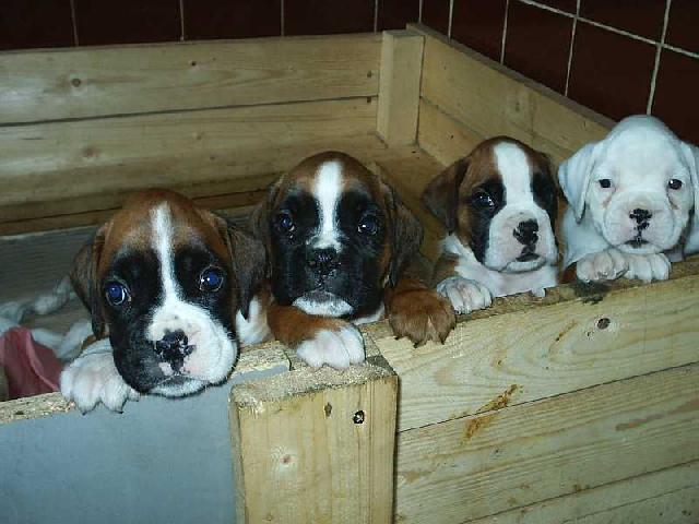 Фотографии к статье: Немецкий боксер (Deutscher Boxer) / Советы по уходу и воспитанию породы собак, описание собаки, помощь при болезнях, фотографии, дискусии и форум.