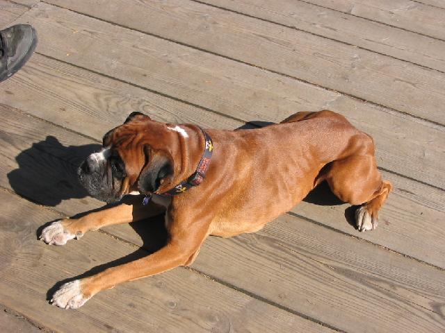 Фотографии к статье: Немецкий боксер (Deutscher Boxer) / Советы по уходу и воспитанию породы собак, описание собаки, помощь при болезнях, фотографии, дискусии и форум.