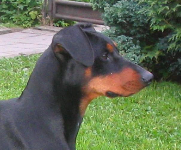 Фотографии к статье: Немецкий пинчер (German Pinscher) / Советы по уходу и воспитанию породы собак, описание собаки, помощь при болезнях, фотографии, дискусии и форум.