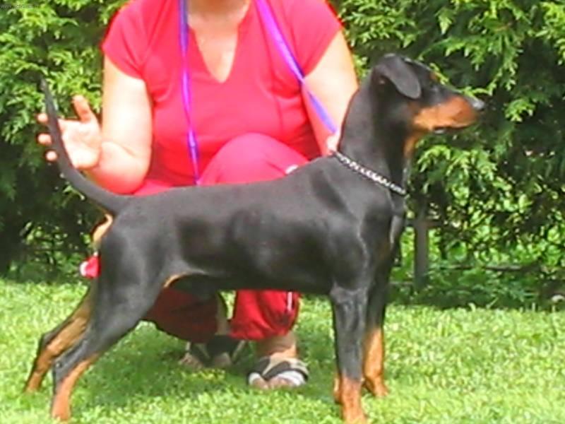 Фотографии к статье: Немецкий пинчер (German Pinscher) / Советы по уходу и воспитанию породы собак, описание собаки, помощь при болезнях, фотографии, дискусии и форум.