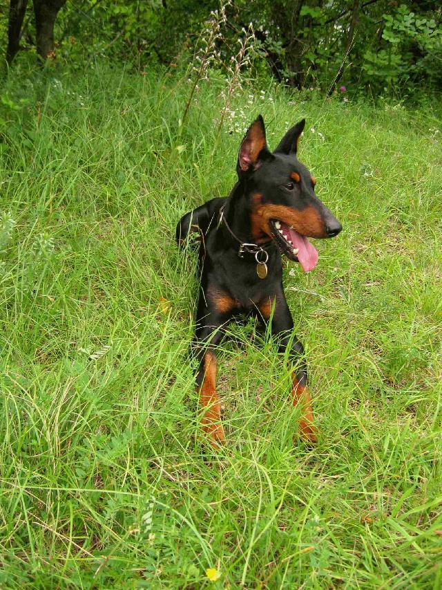 Фотографии к статье: Немецкий пинчер (German Pinscher) / Советы по уходу и воспитанию породы собак, описание собаки, помощь при болезнях, фотографии, дискусии и форум.