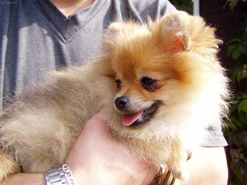 Фотографии к статье: Немецкий шпиц (Deutscher spitz - Zwerspitz, German Spitz - Pomeranian) / Советы по уходу и воспитанию породы собак, описание собаки, помощь при болезнях, фотографии, дискусии и форум.