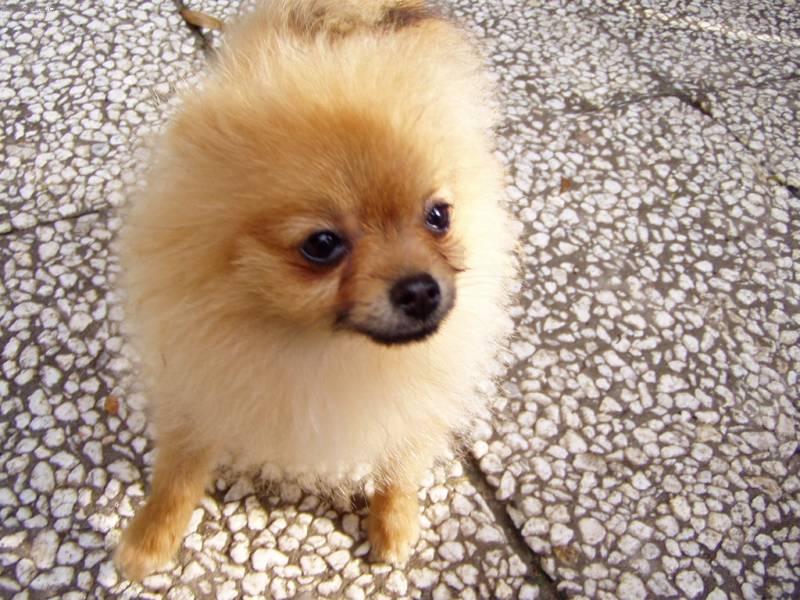 Фотографии к статье: Немецкий шпиц (Deutscher spitz - Zwerspitz, German Spitz - Pomeranian) / Советы по уходу и воспитанию породы собак, описание собаки, помощь при болезнях, фотографии, дискусии и форум.