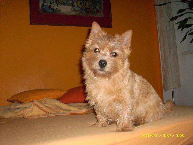 Фотографии к статье: Норвич-терьер (Norwich Terrier) / Советы по уходу и воспитанию породы собак, описание собаки, помощь при болезнях, фотографии, дискусии и форум.