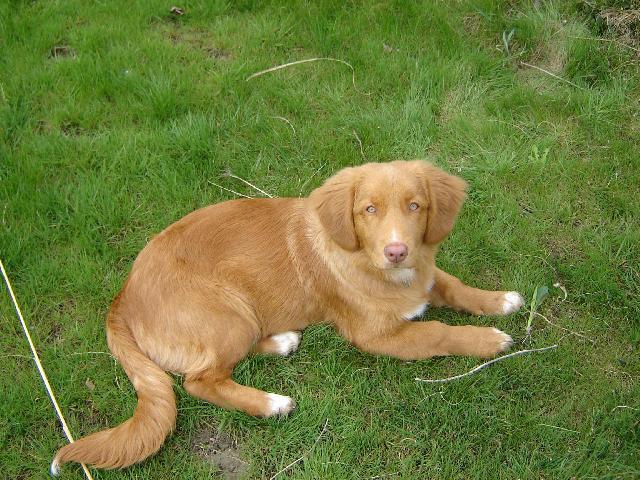 Фотографии к статье: Новошотландский утиный ретривер (Nova Scotia Duck Tolling Retriever) / Советы по уходу и воспитанию породы собак, описание собаки, помощь при болезнях, фотографии, дискусии и форум.