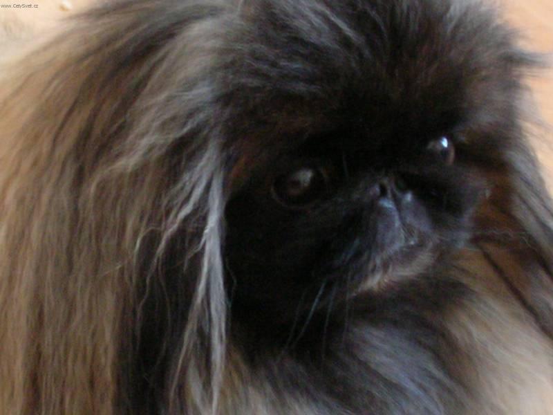 Фотографии к статье: Пекинес (Pekingese, Pekinese, Peking Palasthound) / Советы по уходу и воспитанию породы собак, описание собаки, помощь при болезнях, фотографии, дискусии и форум.