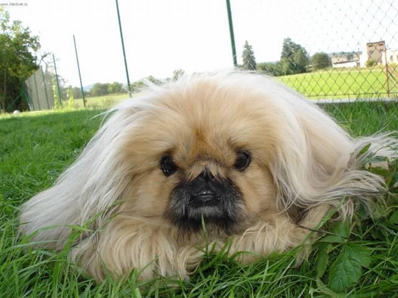 Фотографии к статье: Пекинес (Pekingese, Pekinese, Peking Palasthound) / Советы по уходу и воспитанию породы собак, описание собаки, помощь при болезнях, фотографии, дискусии и форум.