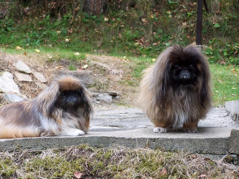 Фотографии к статье: Пекинес (Pekingese, Pekinese, Peking Palasthound) / Советы по уходу и воспитанию породы собак, описание собаки, помощь при болезнях, фотографии, дискусии и форум.