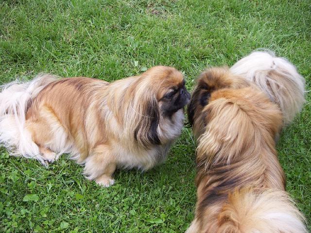 Фотографии к статье: Пекинес (Pekingese, Pekinese, Peking Palasthound) / Советы по уходу и воспитанию породы собак, описание собаки, помощь при болезнях, фотографии, дискусии и форум.