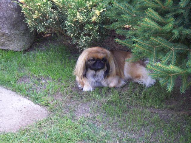 Фотографии к статье: Пекинес (Pekingese, Pekinese, Peking Palasthound) / Советы по уходу и воспитанию породы собак, описание собаки, помощь при болезнях, фотографии, дискусии и форум.