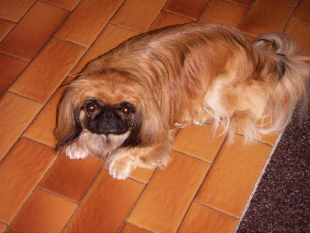 Фотографии к статье: Пекинес (Pekingese, Pekinese, Peking Palasthound) / Советы по уходу и воспитанию породы собак, описание собаки, помощь при болезнях, фотографии, дискусии и форум.