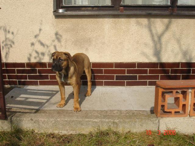 Фотографии к статье: Перро-дого-Майоркин (Ка-де-бо) (Perro de Presa Mallorquin) / Советы по уходу и воспитанию породы собак, описание собаки, помощь при болезнях, фотографии, дискусии и форум.