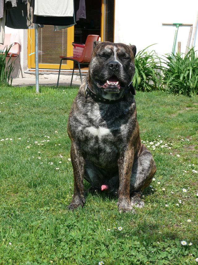 Фотографии к статье: Перро-дого-Майоркин (Ка-де-бо) (Perro de Presa Mallorquin) / Советы по уходу и воспитанию породы собак, описание собаки, помощь при болезнях, фотографии, дискусии и форум.