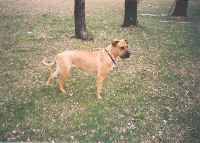 Фотографии к статье: Перро-дого-Майоркин (Ка-де-бо) (Perro de Presa Mallorquin) / Советы по уходу и воспитанию породы собак, описание собаки, помощь при болезнях, фотографии, дискусии и форум.