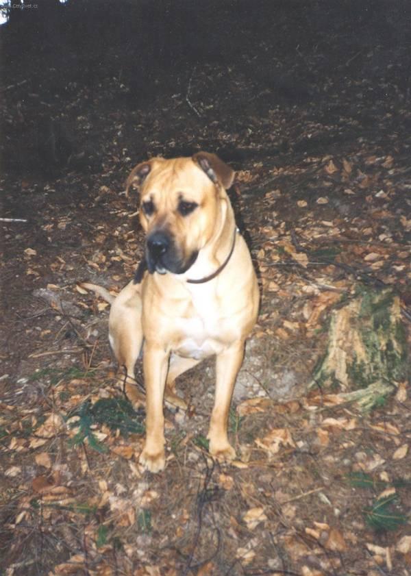 Фотографии к статье: Перро-дого-Майоркин (Ка-де-бо) (Perro de Presa Mallorquin) / Советы по уходу и воспитанию породы собак, описание собаки, помощь при болезнях, фотографии, дискусии и форум.