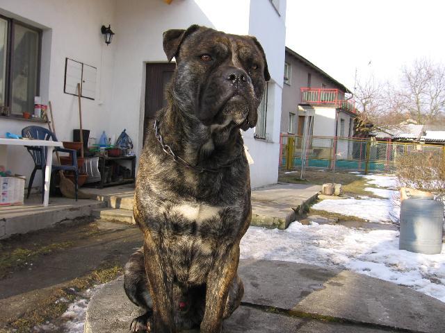 Фотографии к статье: Перро-дого-Майоркин (Ка-де-бо) (Perro de Presa Mallorquin) / Советы по уходу и воспитанию породы собак, описание собаки, помощь при болезнях, фотографии, дискусии и форум.