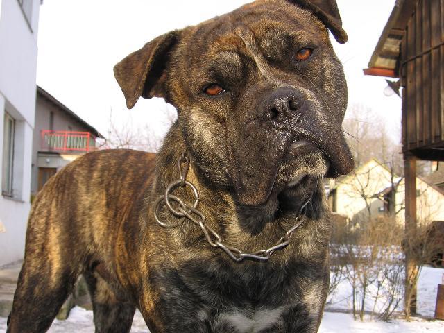 Фотографии к статье: Перро-дого-Майоркин (Ка-де-бо) (Perro de Presa Mallorquin) / Советы по уходу и воспитанию породы собак, описание собаки, помощь при болезнях, фотографии, дискусии и форум.