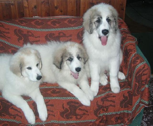 Фотографии к статье: Пиренейская горная собака (Pyrenean mountain dog) / Советы по уходу и воспитанию породы собак, описание собаки, помощь при болезнях, фотографии, дискусии и форум.