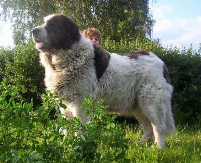 Фотографии к статье: Пиренейский мастиф (Pyrenean Mastiff, Mastin de los Pirineos) / Советы по уходу и воспитанию породы собак, описание собаки, помощь при болезнях, фотографии, дискусии и форум.