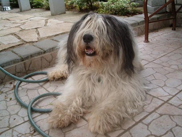 Фотографии к статье: Польская низинная овчарка (Polish Lowland Sheepdog) / Советы по уходу и воспитанию породы собак, описание собаки, помощь при болезнях, фотографии, дискусии и форум.