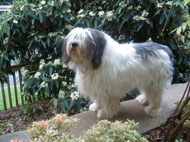 Фотографии к статье: Польская низинная овчарка (Polish Lowland Sheepdog) / Советы по уходу и воспитанию породы собак, описание собаки, помощь при болезнях, фотографии, дискусии и форум.