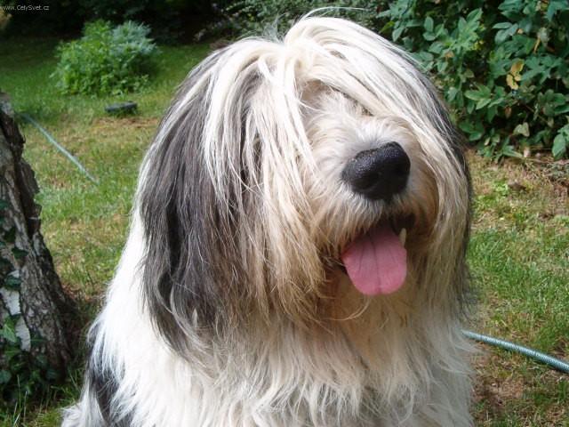 Фотографии к статье: Польская низинная овчарка (Polish Lowland Sheepdog) / Советы по уходу и воспитанию породы собак, описание собаки, помощь при болезнях, фотографии, дискусии и форум.