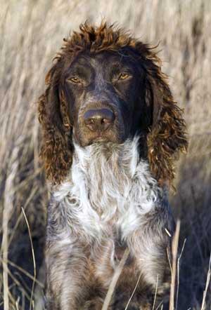 Фотографии к статье: Понт-одемерский спаниель (Pont-Audemer Spaniel) / Советы по уходу и воспитанию породы собак, описание собаки, помощь при болезнях, фотографии, дискусии и форум.