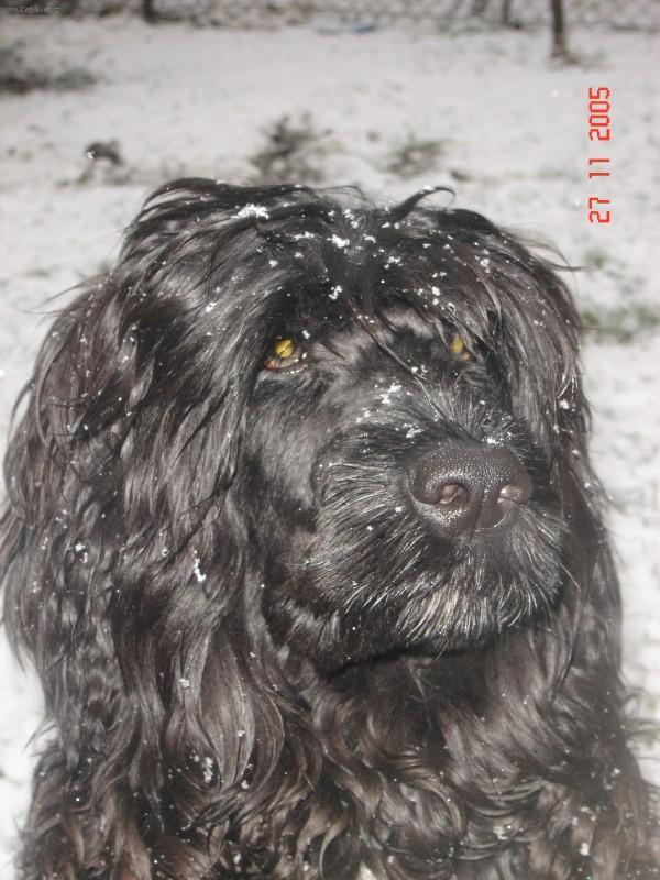 Фотографии к статье: Португальская водяная собака (Portuguese Water Dog) / Советы по уходу и воспитанию породы собак, описание собаки, помощь при болезнях, фотографии, дискусии и форум.