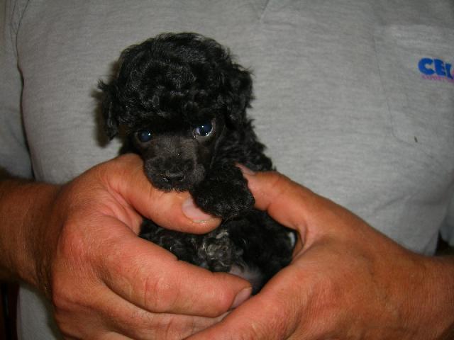 Фотографии к статье: Пудель (Poodle, Caniche) / Советы по уходу и воспитанию породы собак, описание собаки, помощь при болезнях, фотографии, дискусии и форум.