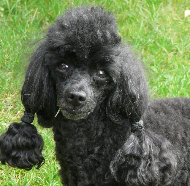 Фотографии к статье: Пудель (Poodle, Caniche) / Советы по уходу и воспитанию породы собак, описание собаки, помощь при болезнях, фотографии, дискусии и форум.