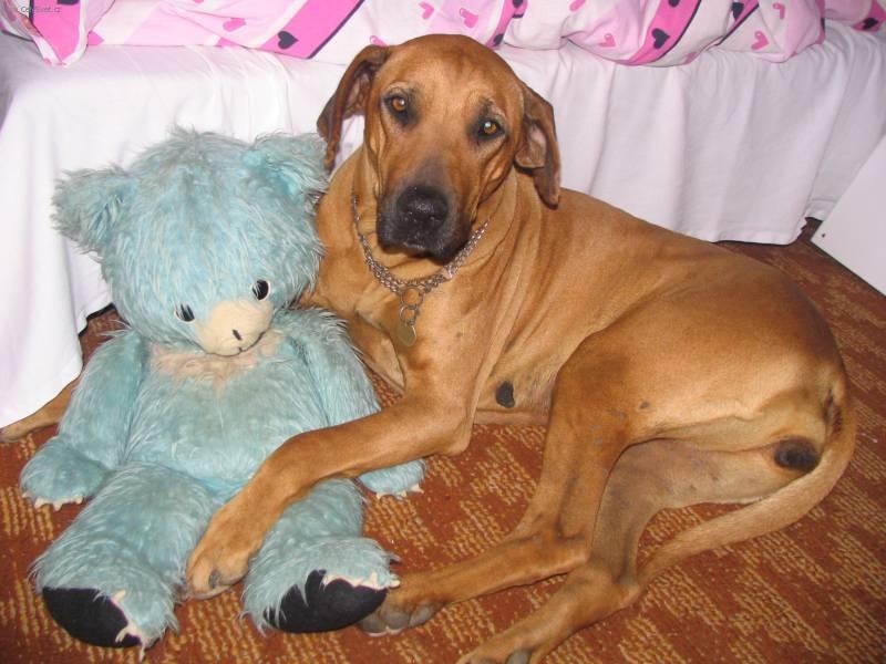 Фотографии к статье: Родезийский риджбек (Rhodesian Ridgeback) / Советы по уходу и воспитанию породы собак, описание собаки, помощь при болезнях, фотографии, дискусии и форум.