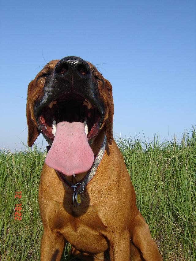 Фотографии к статье: Родезийский риджбек (Rhodesian Ridgeback) / Советы по уходу и воспитанию породы собак, описание собаки, помощь при болезнях, фотографии, дискусии и форум.