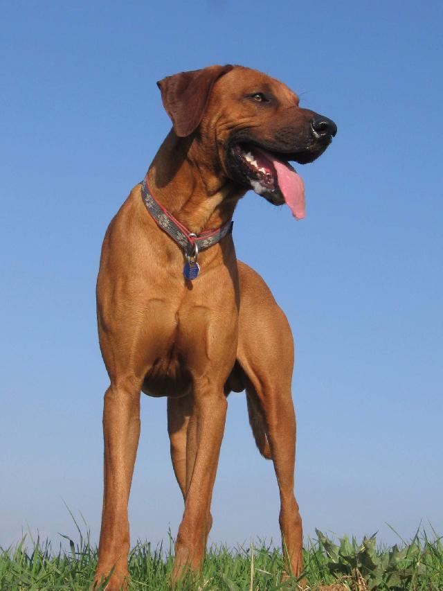 Фотографии к статье: Родезийский риджбек (Rhodesian Ridgeback) / Советы по уходу и воспитанию породы собак, описание собаки, помощь при болезнях, фотографии, дискусии и форум.