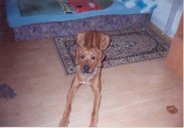 Фотографии к статье: Родезийский риджбек (Rhodesian Ridgeback) / Советы по уходу и воспитанию породы собак, описание собаки, помощь при болезнях, фотографии, дискусии и форум.