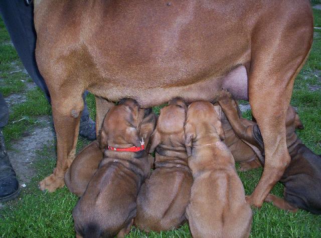 Фотографии к статье: Родезийский риджбек (Rhodesian Ridgeback) / Советы по уходу и воспитанию породы собак, описание собаки, помощь при болезнях, фотографии, дискусии и форум.